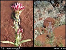 Image result for Polycarpaea