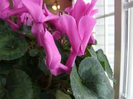 Easy flowers to grow indoors. Three Houseplants With Winter Flowers Diy Network Blog Made Remade Diy