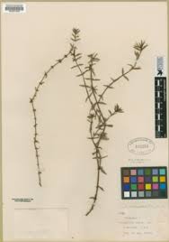 Image result for Hexasepalum sarmentosum