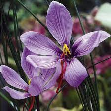 Saffron Crocus Bulbs Suttons Seeds And Plants Saffron Crocus Crocus Bulbs Saffron Plant