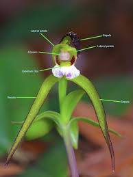 Image result for Polystachya winigeri