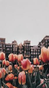 Tulips flowers exotic flowers amazing flowers beautiful flowers flower fashion flower wallpaper trees to plant floral arrangements flowers australia. Tulips Background Tumblr Tulips Flower