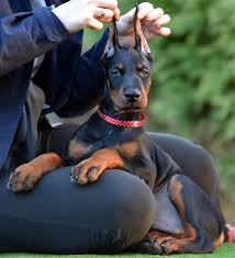 Health tested, pedigree, she comes from two black parents. European Black Male Puppy For Sale In Usa Doberman Pinscher Dog Doberman Puppy Doberman Dogs