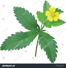 Image result for Potentilla simplex
