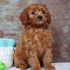 This family fun breed is perfect for any family. Dallas Cavapoo Puppy 639967 Puppyspot