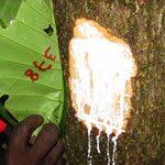 Image result for Tabernaemontana brachyantha