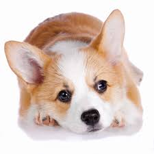 (1 lb =.45 kg) dog collar should be snug enough to fit two fingers between the dog's neck & their collar. Best Dog Food For Corgis Corgi Puppies In 2021 Goodpuppyfood