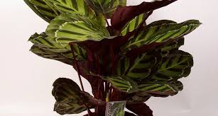 Questa pianta è originaria del brasile, presenta foglie carnose e piccoli fiori penduli: Piante Da Appartamento Foglie Rosse