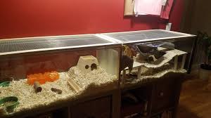 Create A Cheap And Huge Gerbil Cage From The Ikea Detolf Glass Cabinet Gerbil Cages Gerbil Hamster Cages