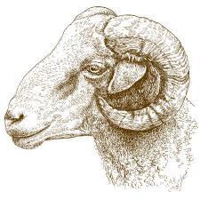 Charlie is haar oudere broertje, hij is zeven. De Vector Antieke Illustratie Van De Gravuretekening Van Schapen Die Op Witte Achtergrond Wordt Geisoleerd Royalty Vrije Cliparts Vectoren En Stock Illustratie Image 90791515