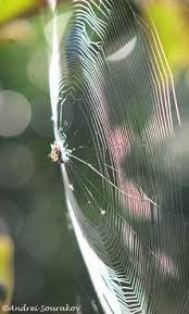 We did not find results for: Spinybacked Orbweaver Spider Gasteracantha Cancriformis Linnaeus