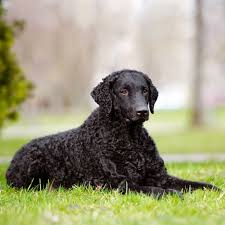 14 Curly Haired Dogs That Ll Have The Same Do As You In 2020 Curly Coated Retriever Dog Breeds Retriever Dog