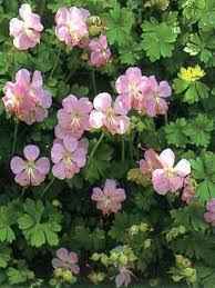 Archive for the 'géranium vivace' category. Geranium Vivace De Dalmatie Geranium Dalmaticum Le Jardin Du Pic Vert