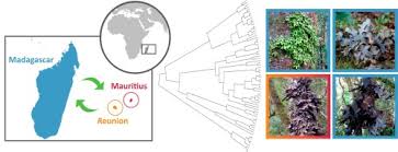 Image result for Memecylon insulare