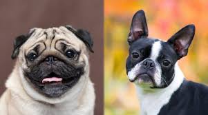 The skin around the muzzle is mostly wrinkled, or at times hanging slightly. Pug Vs Boston Terrier Breed Differences Similarities