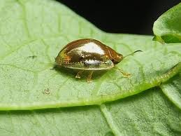 Look for holes in leaves between a 1/4 to 1 inch in diameter. What S Small Ladybug Like And Golden All Over