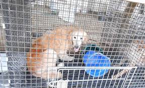 Get your own at lancaster puppies! 7 Lancaster County Kennels Listed Among Humane Society S Horrible 100 Breeding Facilities Local News Lancasteronline Com