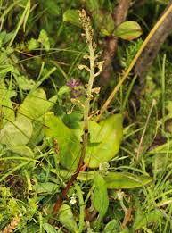 Image result for Malaxis schliebenii