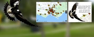 With magpie breeding season well underway across the region, many people. Magpiealert