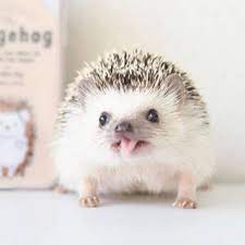 Taking Care Of A Pygmy Hedgehog Hedgehog Care And Lifestyle Hedgehogged Hedgehog Pet Baby Animals Super Cute Cute Little Animals