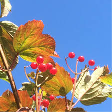 Flowers in spring, red fruit in late summer and red fall color. Viburnum Trilobum American Cranberrybush Viburnum In Gardentags Plant Encyclopedia