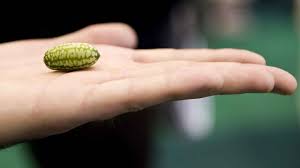 Ron- just a growing boy- part ii - erotica sex story - unfolding narrative of growth.