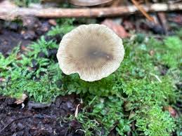 Image result for Simocybe centunculus