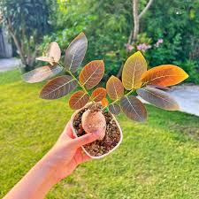 Image result for Phyllanthus paxii