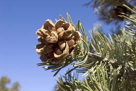 Several common names associated with it, including big cone pine, nut pine, pitch pine, and slash pine. Pine Nut Harvesting Tips On How To Grow Pine Nuts And Harvest Them