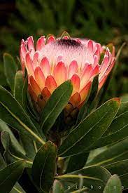 Pin On Cape Town