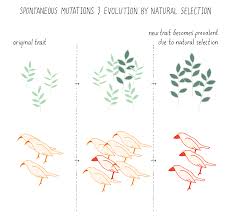 I'm also not sure how to tie the. Mutations Relentless Drivers Of Evolution And Disease