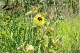 Image result for Azanza lampas