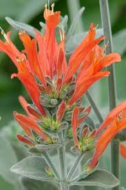 Image result for Dicliptera hensii