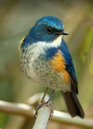 The Himalayan Bluetail Or Himalayan Red Flanked Bush Robin Also Called The Orange Flanked Bush Robin Is A Smal Most Beautiful Birds Colorful Birds Pretty Birds