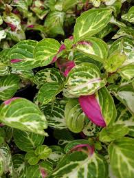 Image result for Iresine lindenii