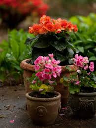 Image result for Begonia horticola