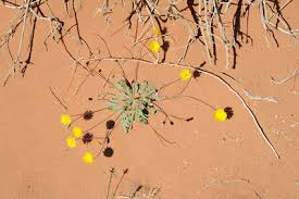 Image result for Triainolepis sancta