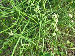 Image result for Cynanchum viminale