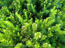 Image result for Erica kingaensis