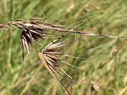 Image result for Themeda triandra