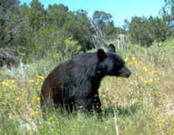 Xoloitzcuintli (national dog) canis lupus familiaris: New Mexico State Animal Black Bear