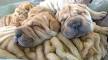 Why Shar Pei Dogs Have So Many Wrinkles -- ScienceDaily