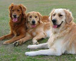 Golden retriever puppies fpr gud home. What Are The Major Or Common Differences Between Field Golden Retrievers And Dog Show Golden Retrievers Quora