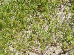 Image result for Cyperus cuspidatus