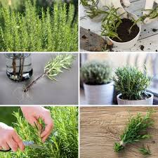 Maybe you would like to learn more about one of these? The Best Ever Method For Growing Rosemary From Cuttings