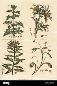 Image result for Monosis conferta