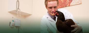 Find Your Nearest Vet