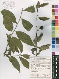 Image result for Turraea floribunda