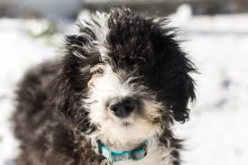 From new york city, washington dc, and miami to. Sheepadoodle The Old English Sheepdog Poodle Mix Breed