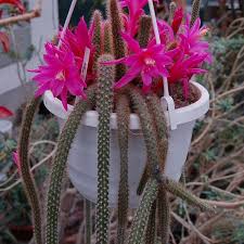 The rat tail cactus (aporocactus flagelliformis) grows long, trailing stems that can reach 6 feet in length. Aporocactus Flagelliformis Cuttings For Sale